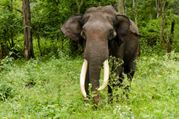 7 Ideas On How To Tour Trivandrum Efficiently