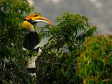 Visit The Hamlet Of Oranges In Bengal - Sittong 