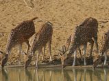 A Visit To Hazaribagh National Park In Jharkhand