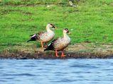 Travel Aid To The Sur Sarovar Bird Sanctuary