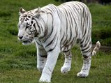 Expedition To Rewa - World's First White Tiger Sanctuary