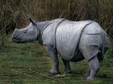 All About The Popular Kaziranga National Park