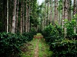Vacation For Coffee Lovers - 5 Best Coffee Plantation Destinations In India