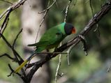 Explore The Inquisitive Wildlife Of Binsar
