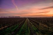 For Wine Lovers With Wanderlust: An Oenophile's Travel Guide In India
