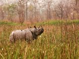 World Rhino Day: 5 Places In India To Spot One-Horned Rhinos
