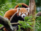 Khangchendzonga National Park – Rarest Beauty Spread Across The Mountains