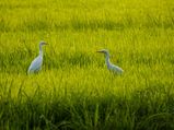 Vedanthangal Bird Sanctuary – A Perfect Weekend Getaway From Chennai