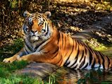 Chennai To Mudumalai National Park – Get Lost In The Ecstasy Of Wildlife And Nature