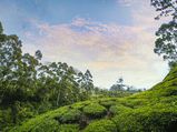A Weekend Trip From Chennai To The Breathtaking Beauty Of Munnar