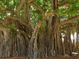 Topmost Popular And Oldest Banyan Trees In India