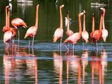 Ahmedabad To Nal Sarovar Bird Sanctuary – A Delight For Nature Lovers