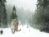 Hemis National Park – To The Rarest Beauty In The North Of The Himalayas