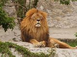 Ahmedabad To Gir Forest National Park – Into The World Of Rich Biodiversity