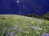 Natural Places In India That Will Compel You To Become A Traveller