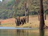 Into The Wild At Periyar National Park