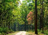 Bhopal To Kanha National Park – A Relaxing And Soulful Journey