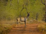 Bhopal To Tadoba National Park – To The Oldest National Park Of Maharashtra