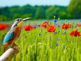 Visit These Wildlife Sanctuaries In Sikkim To Spot Endangered Beauties