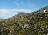 After 12 Years The Majestic Neelakurinji Flowers Are Set To Veil The Green Valleys Of Munnar