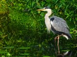 Topmost Bird Photography Destinations In Maharashtra