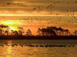 World Wildlife Day 2022 Special: Top 5 Wildlife Sanctuaries In Telangana