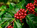 International Coffee Day 2021: Top 5 States Where You Can Take A Stroll Through Coffee Forests