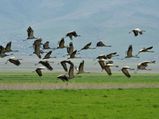 Top Birdwatching Destinations Of Karnataka