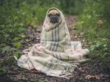 India's First Dog Park Is All Set To Open In Hyderabad