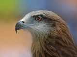 Beautiful Birds Found In The Indian Himalayas