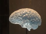 India's First Ever Brain Museum In Bangalore! Read All About It Here