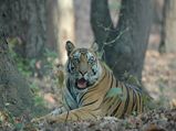 Places In India To Spot Tigers In The Wild