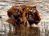 Producer Deepshikha Deshmukh shares stunning wildlife images from Tadoba-Andhari National Park