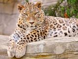 Jaipur Is Now Home To Two Leopard reserves, First In India