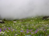 Blooming Uttarakhand: Valley of Flowers To Open For Tourists Early This Year
