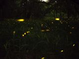 Behold A Magical Night At The Fireflies Festival In Maharashtra