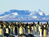 Zavadovski Island: World's Largest Gatherings Of Penguins