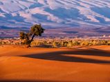 Kalahari Desert: Nature's Timeless Masterpiece