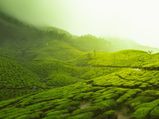Monsoon In Kerala: Best Day Trips From Thiruvananthapuram
