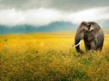 Ngorongoro Crater: The Best Wildlife Viewing In The World