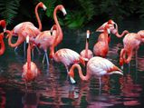 East Africa's Soda Lakes: Flamingos Natural Haven