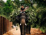 Sakrebailu Elephant Camp Shimoga Timings, Ticket Fee, Attractions and How to Reach