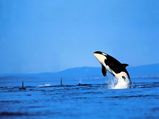 San Juan Islands: Great Destination To Spot Killer Whales in the Wild