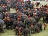 Surin Elephant Round-up: World's Largest Elephant Festival