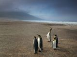 Falkland Islands – The Land Of The Penguins