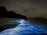 Two Shining Eyes of Udupi : Two Bioluminescence Beaches in Udupi 