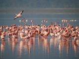 Amazing Flamingo Festival In Andhra Pradesh, All You Need To Know