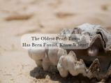 Discovery Of The Oldest Pearl Town In UAE From The 6th Century, Amazing Talks