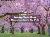 Instagram Worthy Cherry Blossom Locations In The World