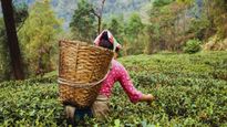 The Aroma of Adventure: Unforgettable Experiences in Darjeeling's Tea Estates